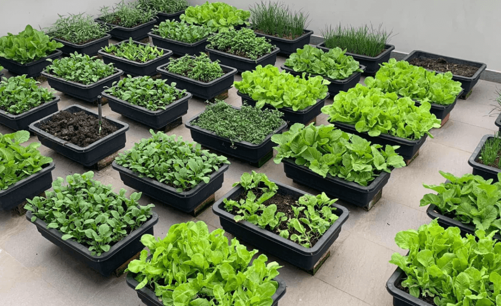 Chọn Chậu Trồng Rau: Cá Sấu Kể Chuyện “Chậu Đẹp, Rau Vui”!