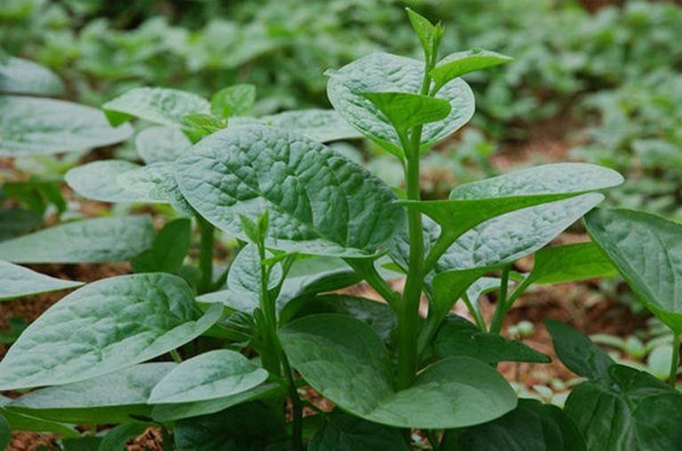 Trồng Mồng Tơi Siêu Nhanh: Rau Mát, Nấu Chay Ngon, Cá Sấu Mê Tít!