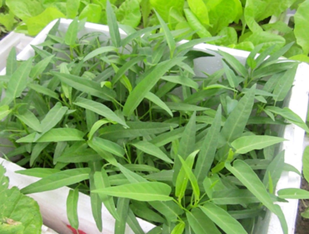 Trồng Rau Muống Trong Thùng Xốp: Bí Kíp Cá Sấu Biến Ban Công Thành 'Vựa Rau'! 🥗