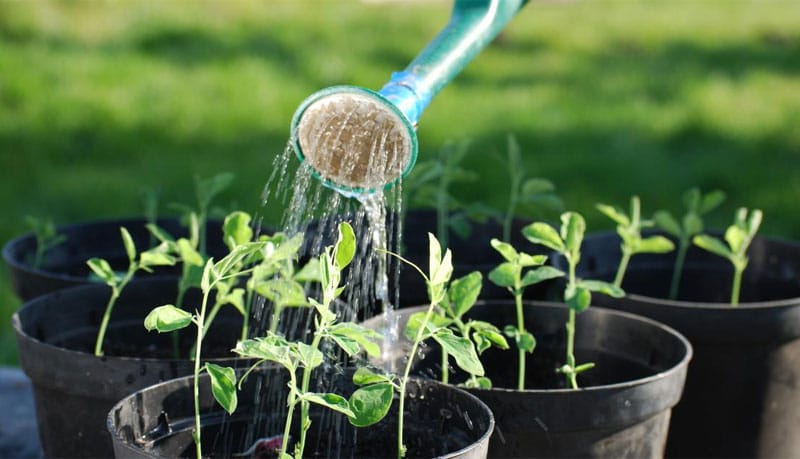 Cách Tưới Rau Đúng Cách: Cá Sấu Từng Tưới 'Ngập Lụt' Cả Vườn!