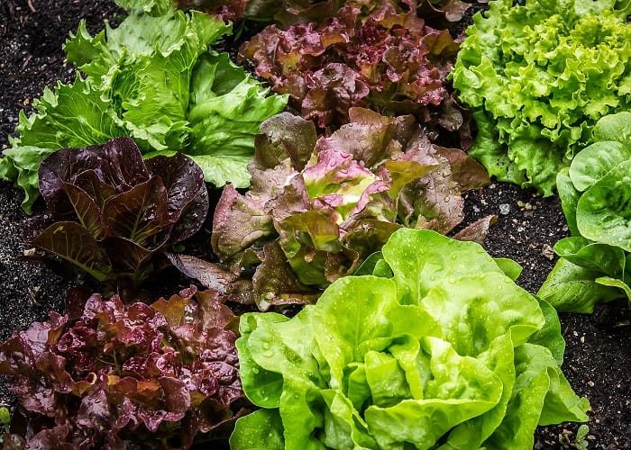 Trồng Rau Dạy Cá Sấu Kiên Nhẫn: Hành Trình Từ Hạt Giống Đến Đĩa Salad