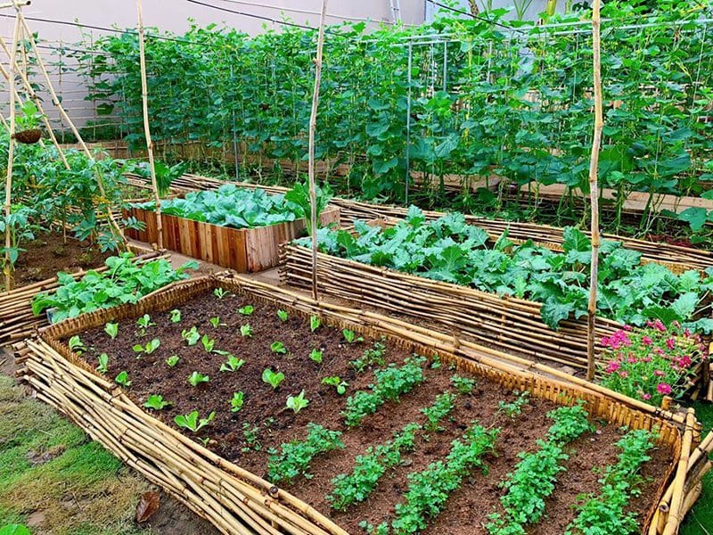 Trồng Rau Sạch Bán Ở Quê: Bí Kíp Cá Sấu Kiếm Thêm Thu Nhập Xanh