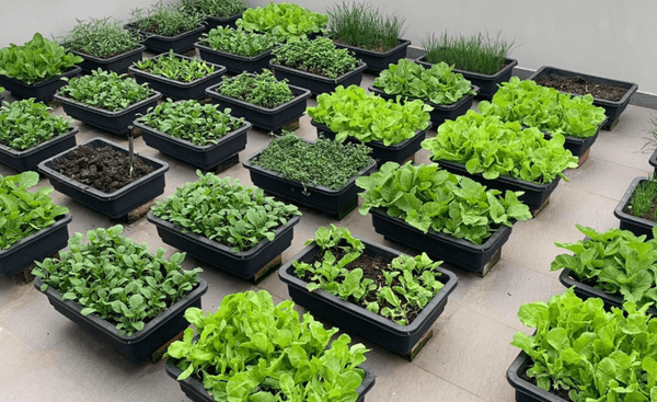 Chọn Chậu Trồng Rau: Cá Sấu Kể Chuyện “Chậu Đẹp, Rau Vui”!