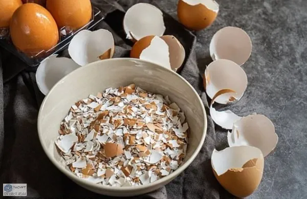 Tái Chế Vỏ Trứng Làm Phân Bón: Cá Sấu Sống Xanh, Rau Thích Mê!