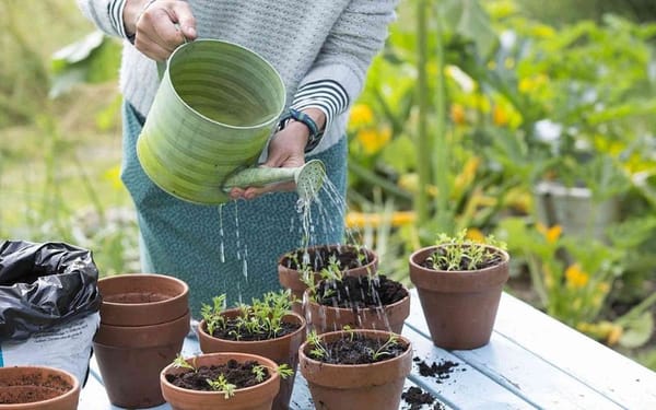 3 Sai Lầm Khi Trồng Rau Tại Nhà: Cá Sấu Từng 'Khóc' Vì Rau Héo!