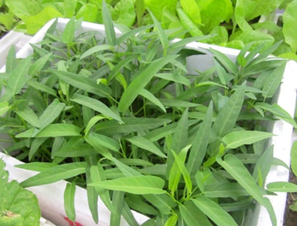 Trồng Rau Muống Trong Thùng Xốp: Bí Kíp Cá Sấu Biến Ban Công Thành 'Vựa Rau'! 🥗