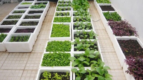 Trồng Rau Tái Chế: Cá Sấu Biến Thùng Xốp Cũ Thành Vườn Rau Xịn