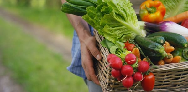 Cách Thu Hoạch Rau Đúng: Cá Sấu Học Để Rau Mọc Lại Nhanh