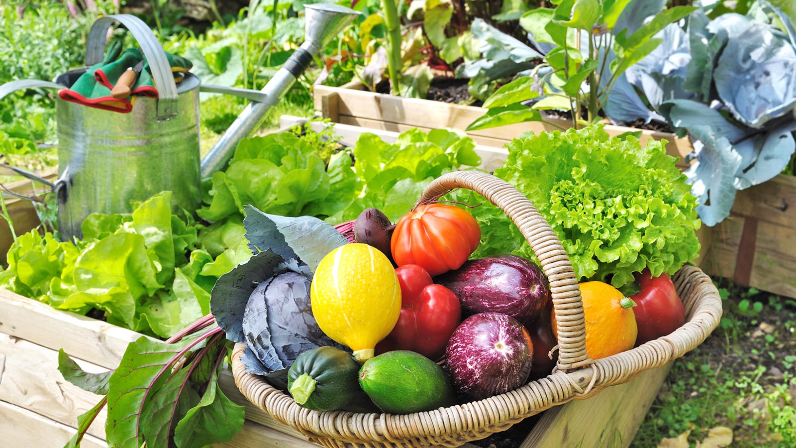 Rau Vườn Làm Nước Ép Detox: Cá Sấu Chia Sẻ Công Thức Xanh Mát